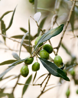 Ruma olive tree